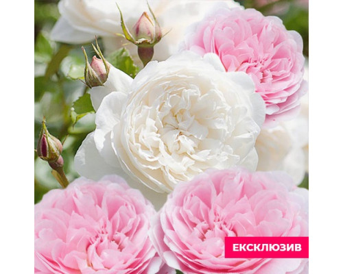 Саджанці рози Ніжність (2 сорти привиті на 1 кущ)