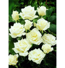 Роза «Аваланж» (Avalanche) — Королева белых роз