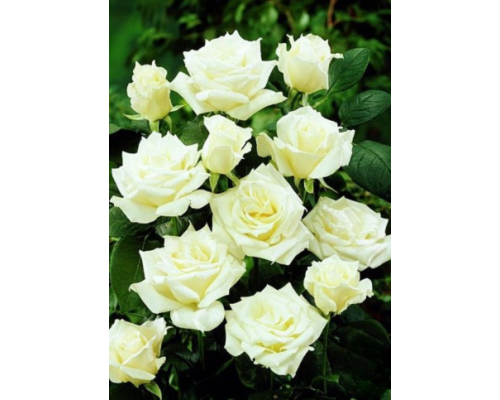 Троянда «Аваланж» (Avalanche) — Королева білих троянд