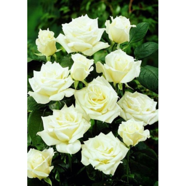 Троянда «Аваланж» (Avalanche) — Королева білих троянд