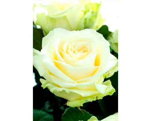 Троянда «Аваланж» (Avalanche) — Королева білих троянд