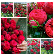 Саженец Розы английский "Red Piano"