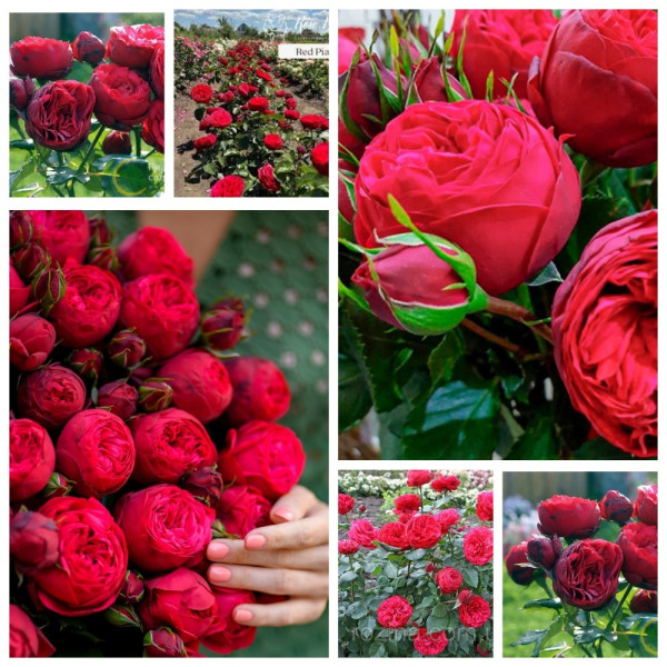 Садженець Троянди англійська "Red Piano"