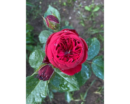 Садженець Троянди англійська "Red Piano"