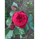 Садженець Троянди англійська "Red Piano"