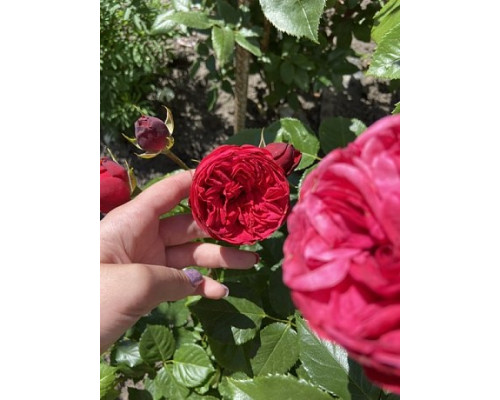 Садженець Троянди англійська "Red Piano"