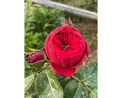 Садженець Троянди англійська "Red Piano"