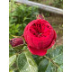 Садженець Троянди англійська "Red Piano"