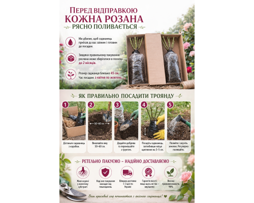 Роза Пьер де Ронсар