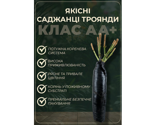 Чайно-гібридна троянда "Іліос" (Ilios)